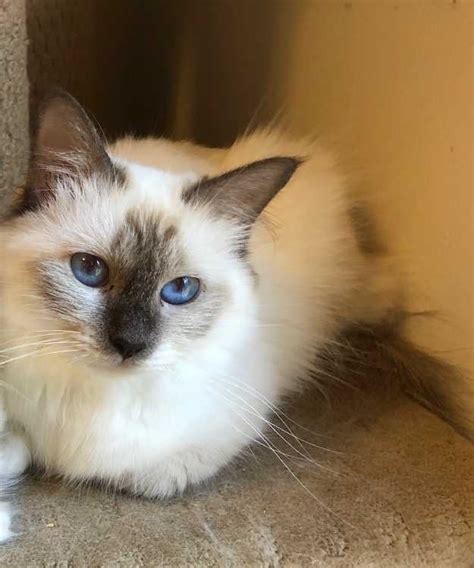 Birman Chocolate Point Female Cats And Kittens Pets Please