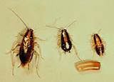 Pictures of Cdc Cockroach Control