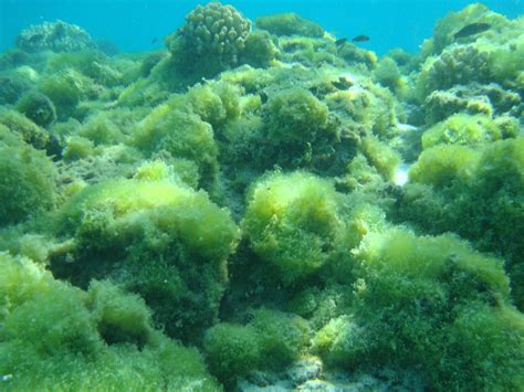 Pollution And Coastal Development — Coral Reef Education Institute