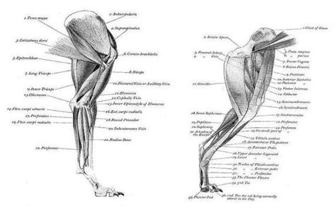 Muscle And Bone Structure Charts Dog Anatomy Greyhound Anatomy