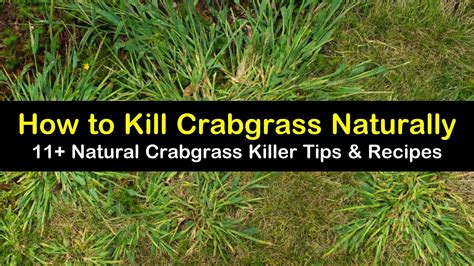 11 Natural Ways To Kill Crabgrass 2022