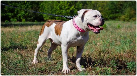 Take a look at these strong female bulldog names. The Cool Unique Big Bulldog Names(Puppies, Taller Dog)