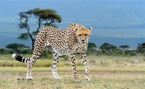 Wild African Cheetah Beautiful Mammal Animal Stock Photo Image Of