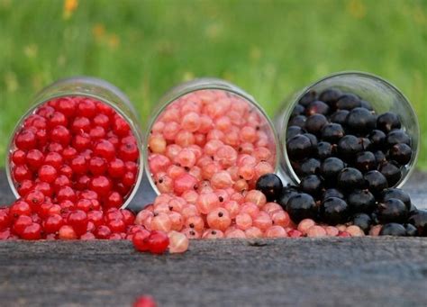 What To Do With Red Currants Recipes And Growing Tips