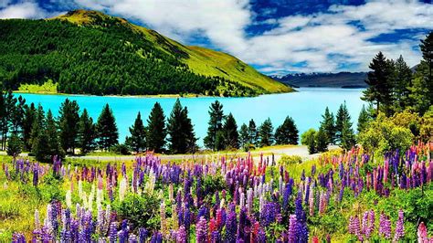 Beautiful Lake Tekapo New Zealand Trees Mountains Flowers Clouds