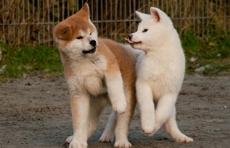Well behaved, love children, attention seekers. Japanese Akita Inu Info, Temperament, Puppies, Pictures