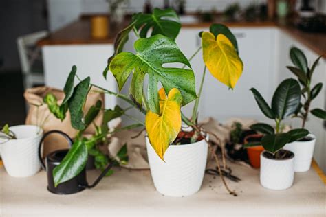 Occasional yellow leaves will always happen, especially if you fail to keep it pruned back and if too much light is filtered out by the sheers. Yellow Monstera Leaves - Reasons & Treatments - Hobby Plants