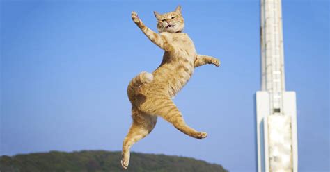 30 Of The Funniest Dancing Cat Pics | Bored Panda