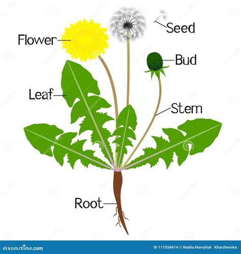 An Illustration Showing Parts Of A Dandelion Plant Stock Vector