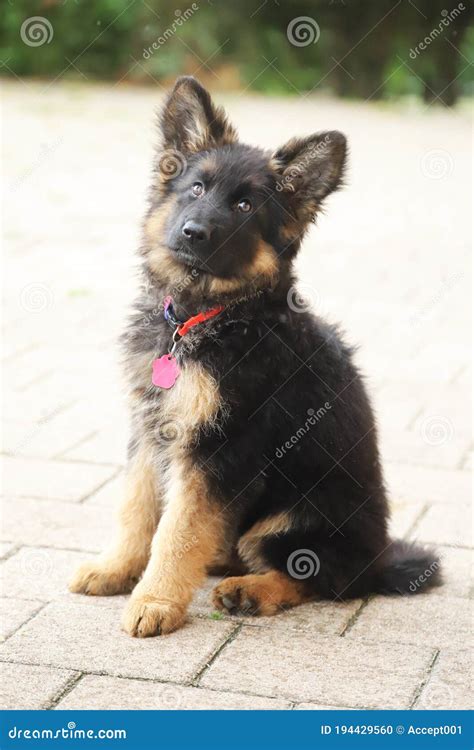 Portrait Of A Black And Tan Long Haired German Shepherd Puppy Stock