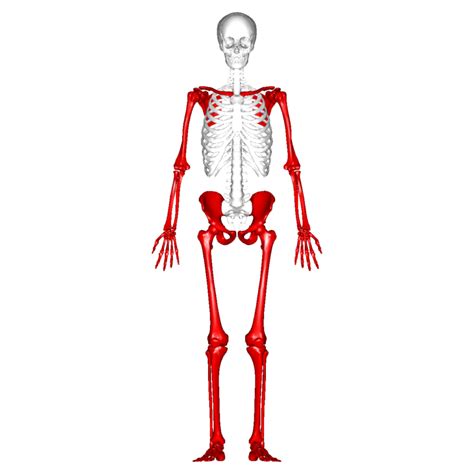 Esqueleto Apendicular Ossos Dos Membros Superiores E Inferiores