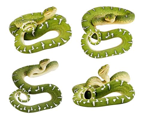 Green Snakes Png Image