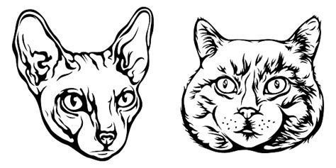 Vector Cats Isolated Illustration Black Color On White Background Image