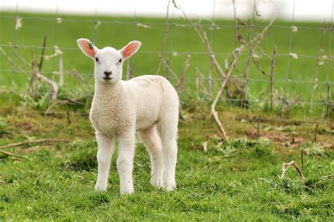 Australia Lamb Prices Expected To Soar Agrodaily