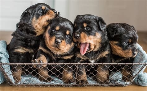 Please feel free to message me for more detai. Download wallpapers Rottweiler, Puppies, domestic dog, 4k, quartet, cute animals, small dogs for ...
