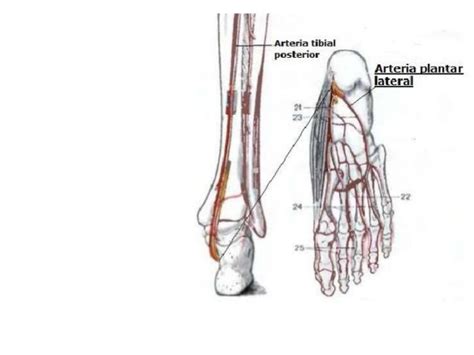 Arterias Y Venas Del Pie