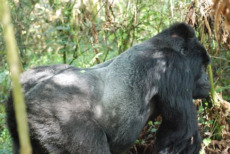 Gorilla Trekking in Uganda | Gorilla trekking, Gorilla, Mountain gorilla