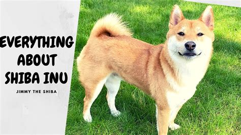 What You Should Know Before Getting A Shiba Inu Youtube