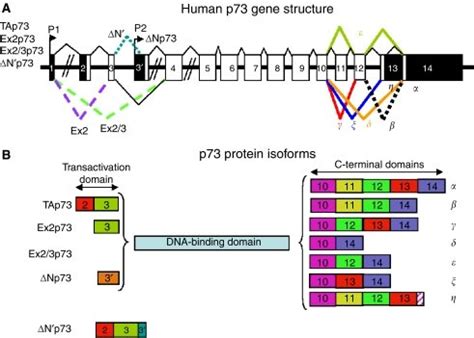 Human P A Schema Of The Human P Gene Structure Alternative