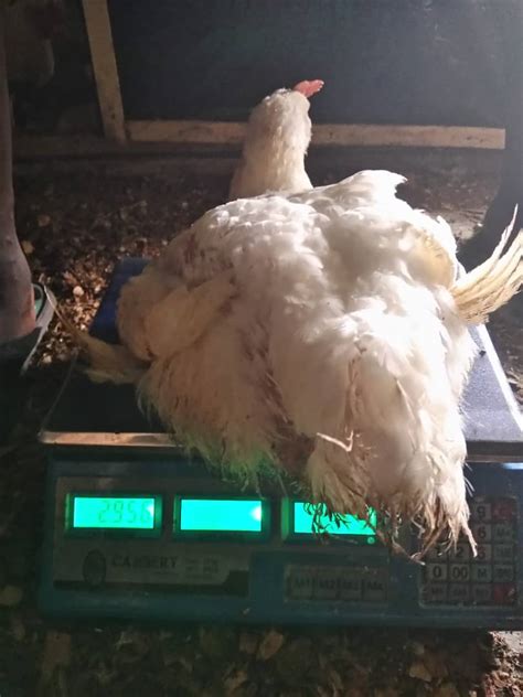 Matured Broiler Chickens For Sale 800 Per Kg Liveweight Call