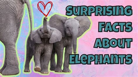 Fascinating Facts About Elephants 🐘 Youtube
