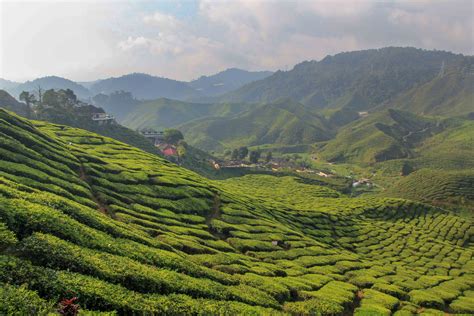 Visit the purple land location: Cameron Highlands - The Best Attractions and Tours ...