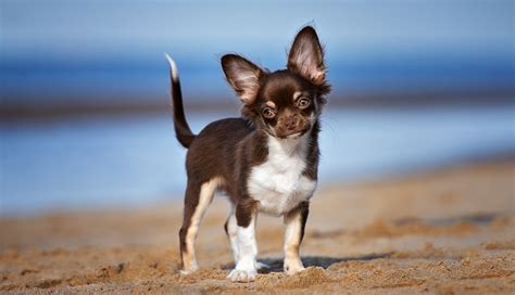 Chihuahua Puppies Ownership Guide Purina Australia