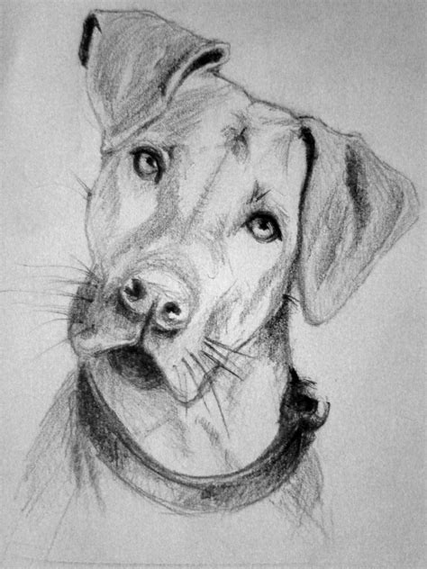 Dog Sketch Realistic Animal Drawings Dog Drawing Dog Pencil Drawing