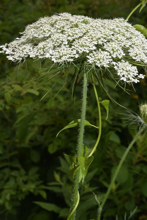 Daucus Carota Queen Annes Lace