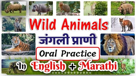 Wild animals name in english and marathi | Oral practice | जंगली