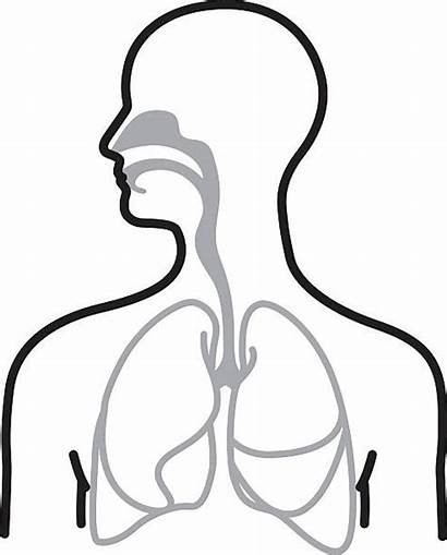 Respiratory System Tract Clip Illustrations Vector Circulatory