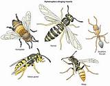 Pictures of Wasp Yellow Jacket Hornet Difference