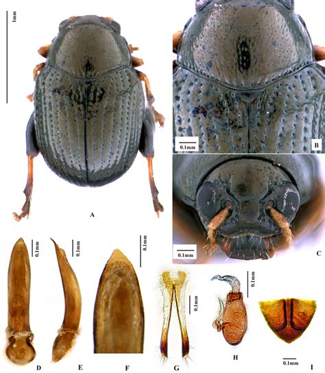 Chaetocnema Nigrilata Sp Nov A Holotype Habitus Male B Pronotum