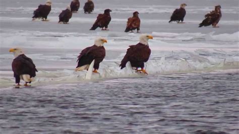 bald eagles on the mississippi river 1 4 14 youtube