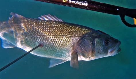 Giant Sea Bass Vs Extinction How Superhero Scientists Will Save Them Tech Times