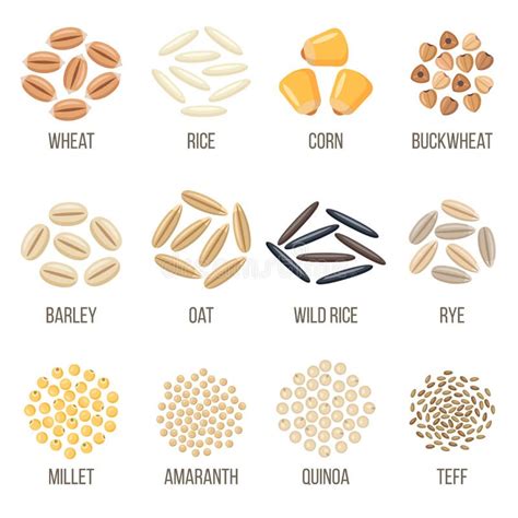 Types Of Grains Food