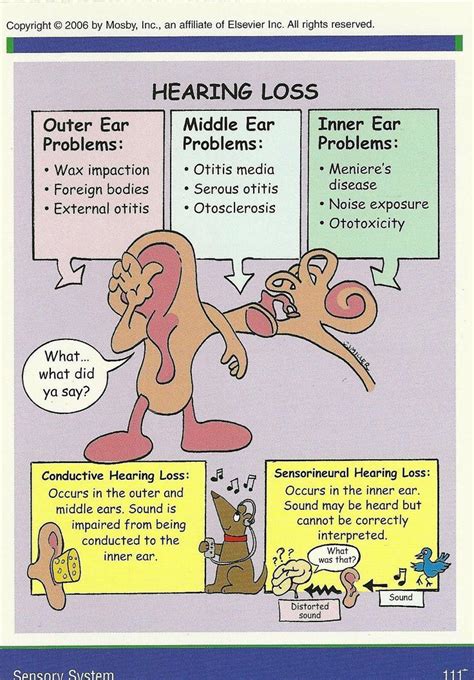 A Basic Visual Guide To The Types Of Hearing Loss A Medical View Of