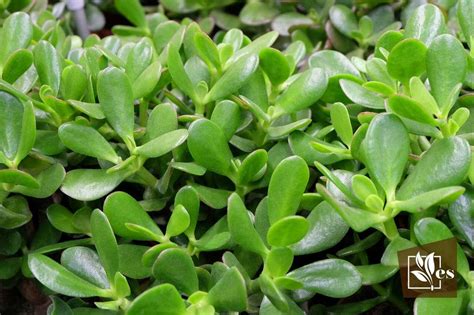20 Waxy Leaf Plants Options You Can Grow In Pots And Gardens