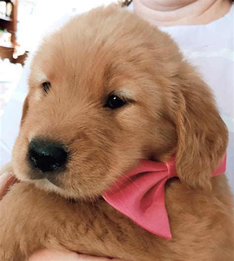 The annual cost or upkeep is often overlooked when determining a golden retrievers true ownership cost. Golden Retriever Puppies For Sale | Winchester, NH #322103