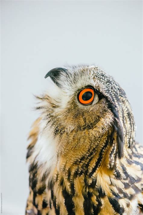 Eurasian Eagle Owl By Stocksy Contributor Jen Grantham Stocksy