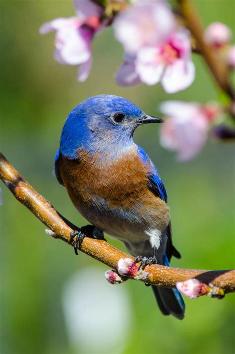 Western Bluebird Wins Audubon Californias 2015 Bird Of The Year