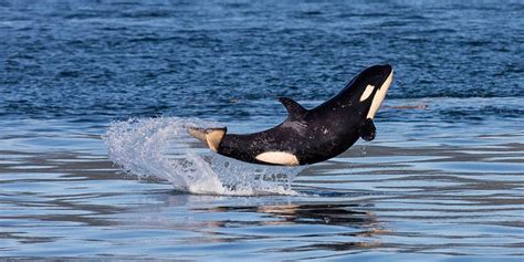 Bc Orca Baby Shows Off Near Vancouver Island