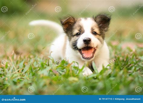 Smiling Puppy Stock Image Image Of Adorable Relaxation 79147715