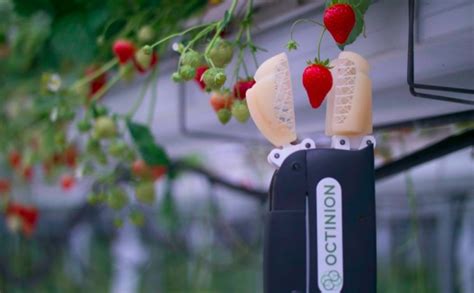 This Belgian Robot Can Pick Strawberries Without Damaging Th