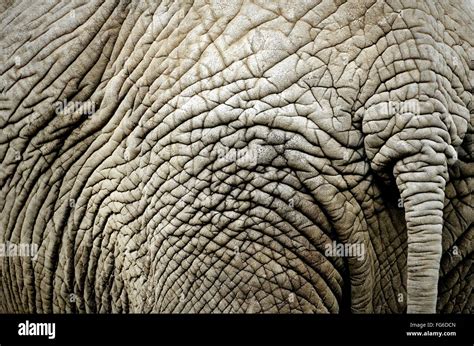 Full Frame Shot Of Wrinkled Elephant Skin Stock Photo Alamy