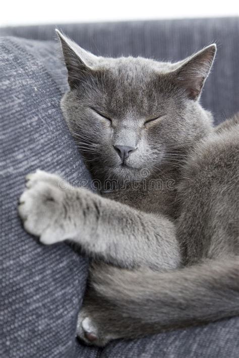 406x720 px download gif gato, gatito, gata, or share gatinho, cat, chaton, you can share gif sofa, kater, katze, in twitter. Graue Katze auf einem Sofa stockfoto. Bild von katze ...
