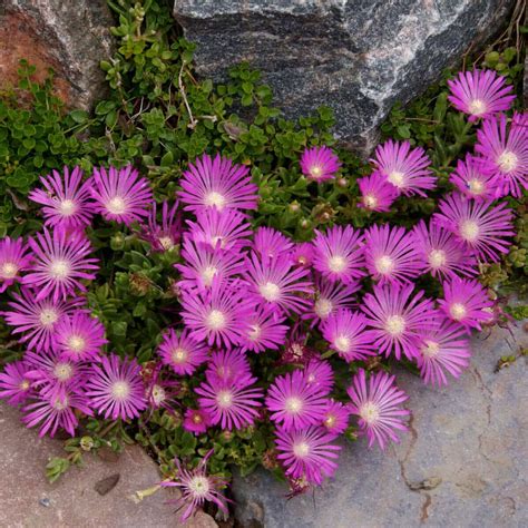 Ice Plant Heres Everything You Need To Know About It