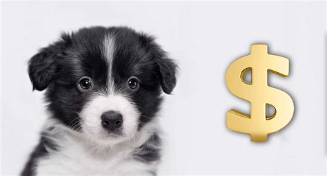 Dog Price How Much Does A Dog Cost Cost Of Buying And Owning Dogs