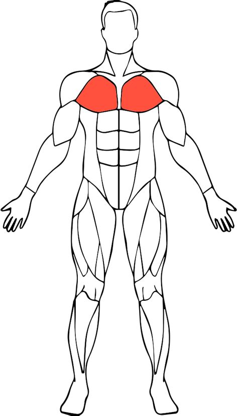 Body Muscles Png Image Png Mart