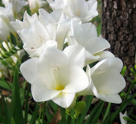 White Single Freesia 25 Bulbs Fragrant Blooms 6 Cm Bulbs